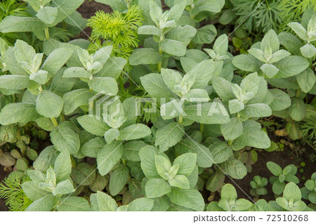 Close-up plants of green mint on the garden bed. Close-up plants of green mint on the garden bed. 72510268
