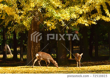 奈良縣奈良公園的秋葉和鹿 72510815