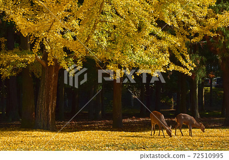 奈良縣奈良公園的秋葉和鹿 奈良縣奈良公園的秋葉和鹿 72510995