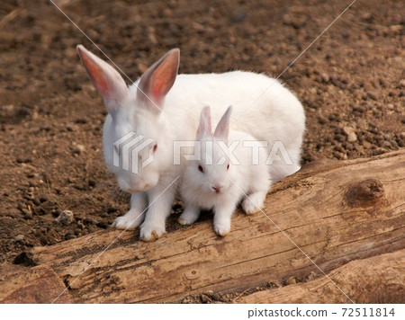 Rabbit parent and child 72511814