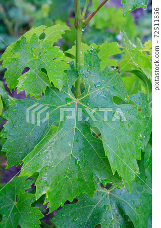 Grape leaf surface with water drops in the garden. 72511856