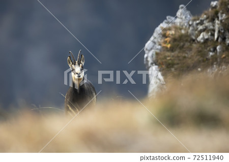 Tatra chamois looking from behind dry grass in autumn Tatra chamois looking from behind dry grass in autumn 72511940