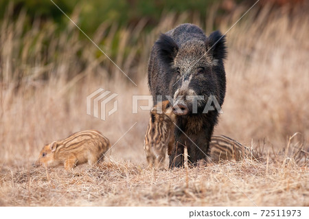 Family wild boar standing on meadow in autumn nature 72511973
