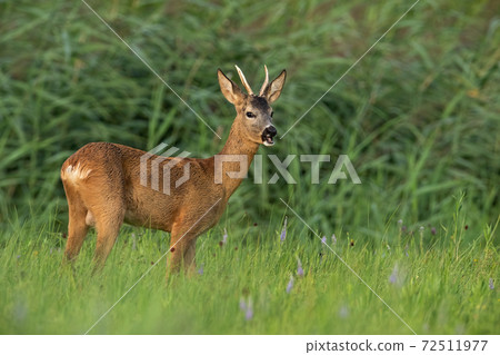 Roe deer buck standing on grassland in summertime nature 72511977