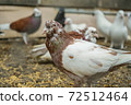 Dove bird in the yard. Group of doves. Close up shot. 72512464