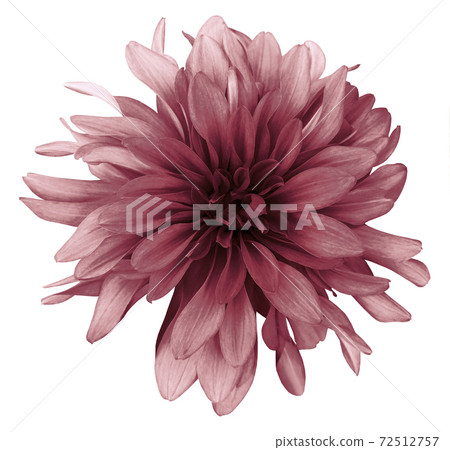 Bordo dahlia  flower white  background isolated  with clipping path. Closeup. For design. Nature. 72512757