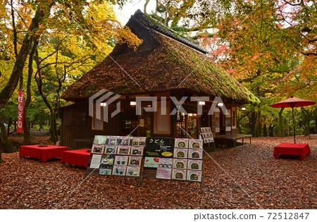 Autumn leaves in Nara Park, Nara Prefecture Autumn leaves in Nara Park, Nara Prefecture 72512847