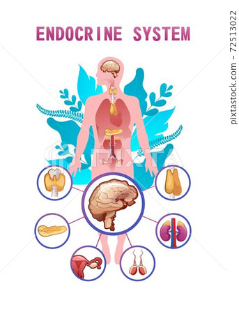 human endocrine system vector illustration - Stock Illustration ...