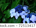 Flower hydrangea blooming in the rainy season 72513417