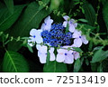 Flower hydrangea blooming in the rainy season, 72513419