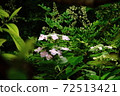 Flower hydrangea blooming in the rainy season, pink 72513421