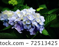 Flower purple hydrangea blooming in the rainy season 72513425