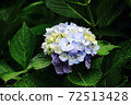 Flowers blooming in the rainy season, purple hydrangea 72513428