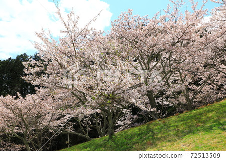 Katsuragi Sanroku Park Sakura in full bloom Katsuragi Sanroku Park Sakura in full bloom 72513509