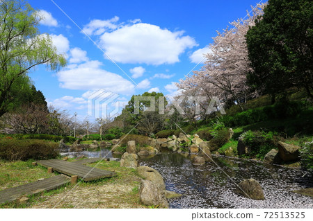 Katsuragi Sanroku Park Sakura in full bloom Katsuragi Sanroku Park Sakura in full bloom 72513525