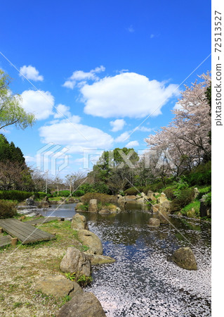 Katsuragi Sanroku Park Sakura in full bloom Katsuragi Sanroku Park Sakura in full bloom 72513527