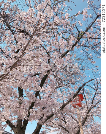 Cherry tree on a sunny day 72513571