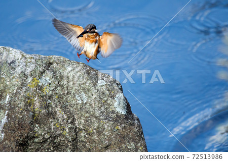 野生鳥翠鳥幼鳥 72513986