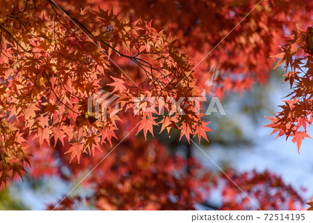 Autumn leaves 72514195