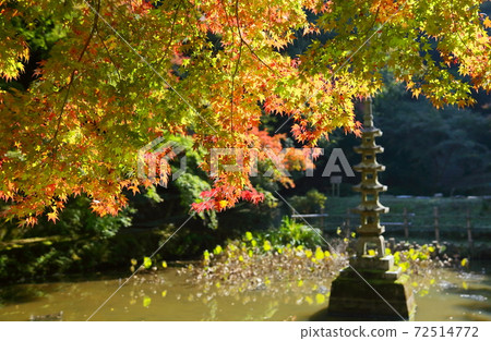 Shining Japanese maple 72514772