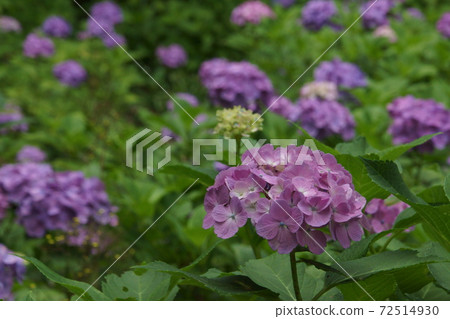 Hydrangea Hydrangea 72514930