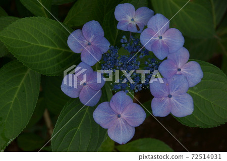 Hydrangea Hydrangea 72514931