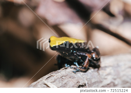 frog Climbing Mantella, Madagascar wildlife 72515224