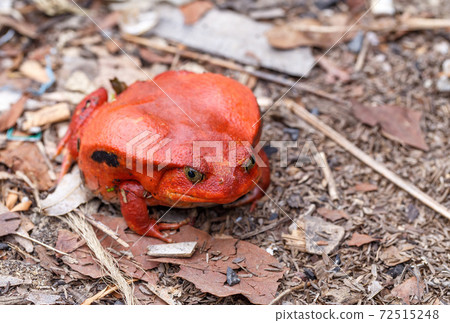 big red Tomato frogs, Dyscophus antongilii 72515248