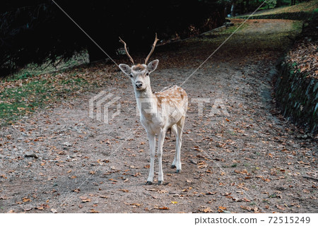 Beautiful young fallow deer in the autumn forest. 72515249