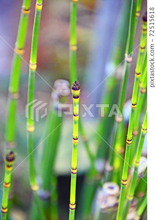 日式蕨類植物德草 72515618