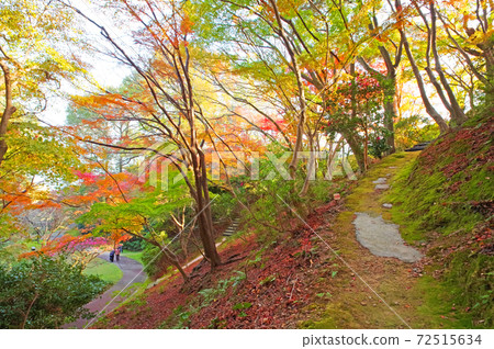 Momiji彩色秋天的Shiranoe植物園長廊 72515634