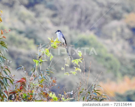 Ashy minivet, a smart bird that tingles 72515644