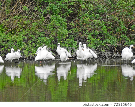 A flock of black-faced spoonbills resting in a pond A flock of black-faced spoonbills resting in a pond 72515646