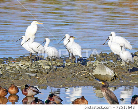 A flock of black-faced spoonbills, a winter bird resting by the water A flock of black-faced spoonbills, a winter bird resting by the water 72515648