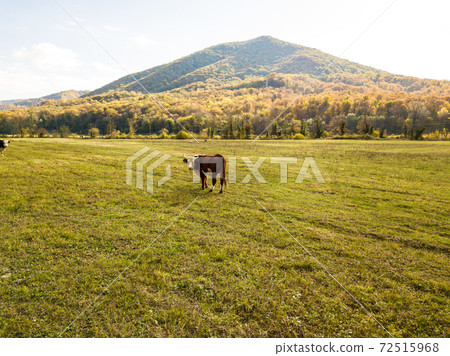 bull on pasture in autumn. cattle in field. livestock and farming. bull on pasture in autumn. cattle in field. livestock and farming. 72515968