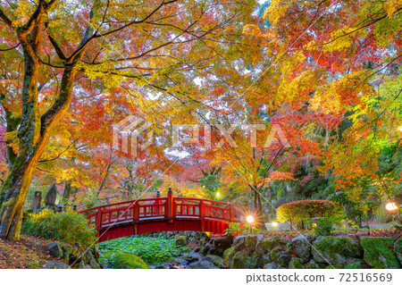 靜岡縣熱海市熱海梅花園紅葉Momiji節 靜岡縣熱海市熱海梅花園紅葉Momiji節 72516569