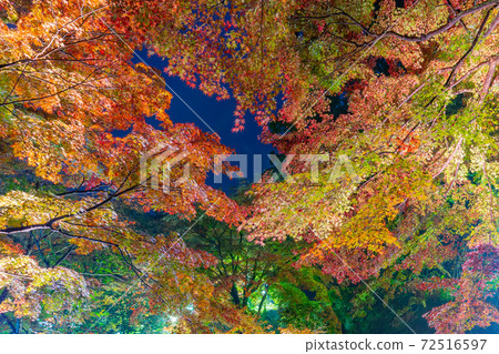 靜岡縣熱海市熱海梅花園紅葉Momiji節 72516597