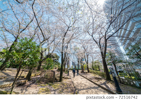 "Saitama Prefecture" blue sky and cherry blossoms in full bloom at Kawaguchi West Exit Park Spring 72516742