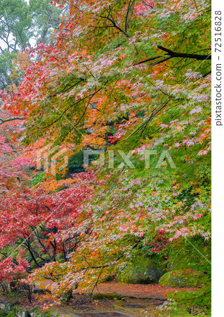 Atami Plum Garden Autumn Leaves Festival with Drizzle Atami City, Shizuoka Prefecture Atami Plum Garden Autumn Leaves Festival with Drizzle Atami City, Shizuoka Prefecture 72516828