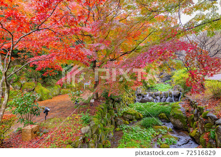 Atami Plum Garden Autumn Leaves Festival with Drizzle Atami City, Shizuoka Prefecture 72516829