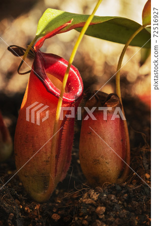 Tropical pitcher plant 72516927
