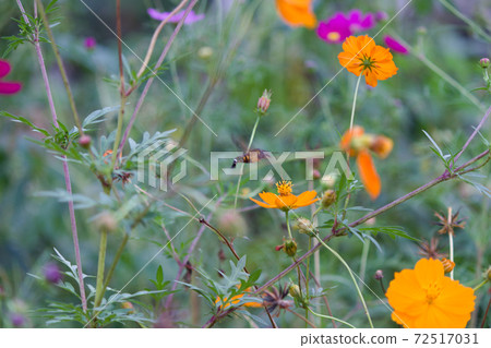 來摘花蜜的蜜蜂 來摘花蜜的蜜蜂 72517031