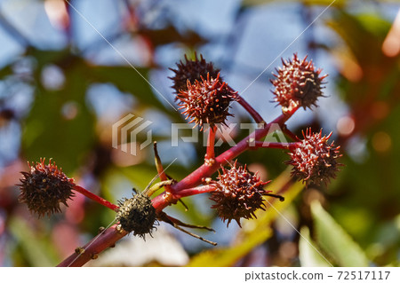 Red fruits of castor bean 72517117