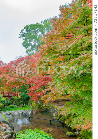 靜岡縣熱海市熱海梅園秋葉節 照片素材 圖片 圖庫
