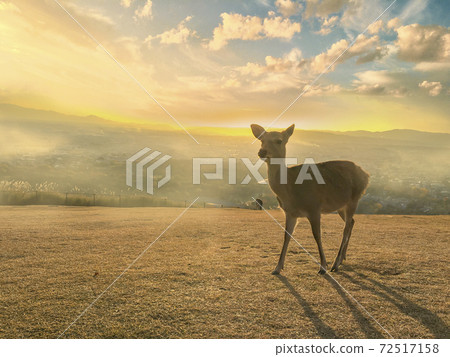 Mt. Wakakusa that shines in the setting sun Mt. Wakakusa that shines in the setting sun 72517158
