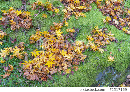 Maple leaves on the stairs to Kashino Nenbutsuji Temple 72517169