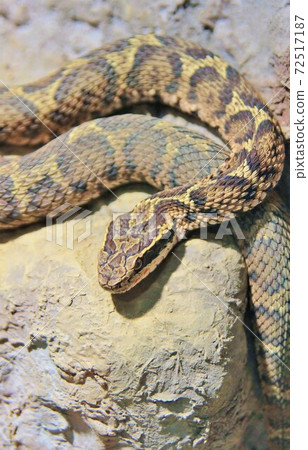 日本球童號角 日本球童號角 72517187