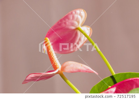 Anthurium flowers Anthurium flowers 72517195