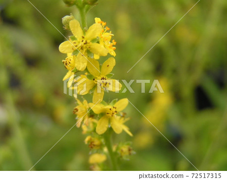 Agrimony 72517315