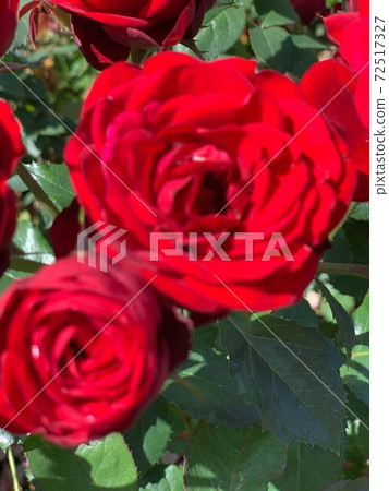 rose rose 72517327